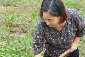 白天种地 晚上吹唢呐 安徽农村大姐周海艳直播三个月“吹”来50万粉丝图片