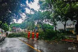台风刮倒大树阻碍交通  福建厦门森林消防迅速清障图片