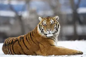 人虎共存百万年，多的是你不知道的事！图片