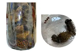 有人当秋葵、有人当芝麻、还有人泡酒 服下“看见太奶”是最轻的图片