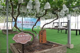 “葡萄树王”的“三生三世”奇缘 巨峰→巨玫瑰→阳光玫瑰图片