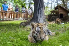 我想看到它们长大、回家——一位中国“虎妈”的期愿图片