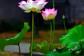 婷婷玉立荷飘艳图片