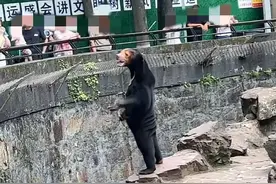 动物园黑熊一站火上热搜！网友：“人里人气”是人扮演的？图片