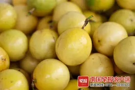 甜得超乎你想象！广西黄金百香果抢鲜上市啦图片