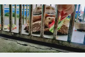 居民家门口爬来一只比冬瓜还大的巨龟，搬也搬不动图片