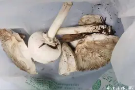 又是因为毒蘑菇！浙江女子命悬一线！当时发现不对，但她还是吃了……图片