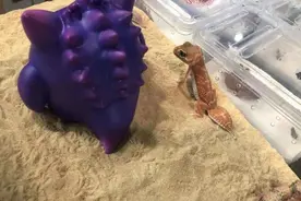 排了一个半小时还没进去！上海有人凌晨4点就来排队，价格可高达数万元图片