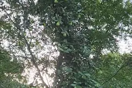 杭州网友晒出神秘野果，一长一大片！专家：不要随便吃！图片