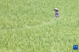 贵州岑巩：杂交水稻制种“赶花”忙图片