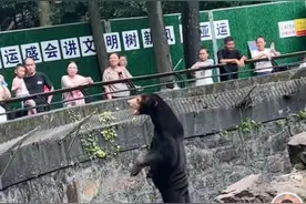 马来熊被疑“人假扮”，杭州动物园：熊在山中坐，热搜从天降图片