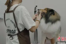 宁夏银川：夏日高温催热“宠物消暑”经济图片