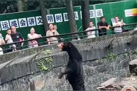 “人里人气”，黑熊被质疑是人扮的……动物园：熊在山中坐，热搜从天降图片