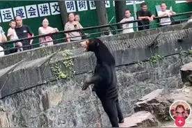 “人里人气”，黑熊被质疑是人扮的……动物园：熊在山中坐，热搜从天降图片