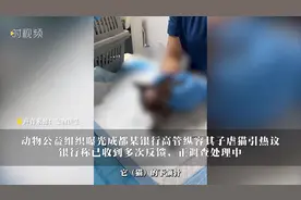 动物公益组织曝光成都某银行高管纵容其子虐猫，银行回应：已收到多次反馈，正调查处理图片