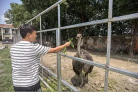 云梦伍洛：非洲鸵鸟“鸵起”农民致富梦图片