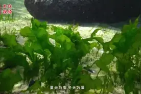 视频丨在荣成，海带产业唱响奋进曲图片