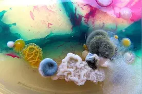 阴雨连天引霉菌作乱 家里这四个地方是“重灾区”图片