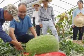 杭州种出78斤大西瓜破全省纪录 瓜农：种子是朋友送的！图片