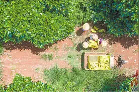 一口吃出两种果香图片