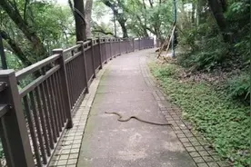 绍兴市区一公园有蛇频繁出没，园方首次施撒驱蛇粉图片