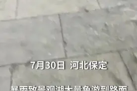 拍客｜暴雨致景观湖大量鱼游到路面 市民徒手捕捉画面壮观图片