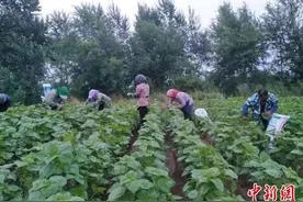 吉林紫苏迎来采摘季：“黄金叶子”抢“鲜”出口图片