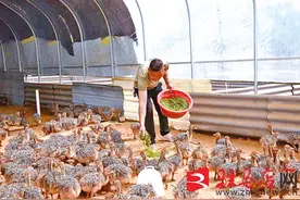 高杨店镇：鸵鸟养殖托起农民致富梦图片
