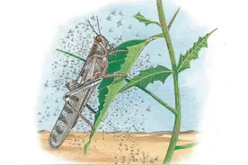 “人蝗大战”延续千年，治理蝗灾都有哪些办法？图片