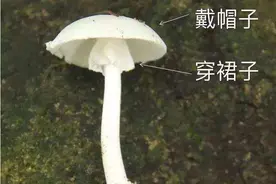 野蘑菇中毒高发季！疾控专家提醒这些鉴定方法不靠谱图片