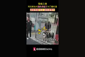 调皮狗被卡头 消防来帮忙图片