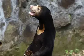 杭州动物园的马来熊火到国外，全世界网友都在讨论是熊是人图片