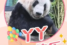 今天是大熊猫“丫丫”23岁生日，祝“丫丫”平安健康！图片