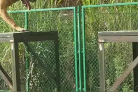 这只戍边警犬，能听懂4国语言口令图片