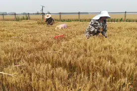 许昌再添农业“芯片”！3个小麦品种通过河南省审定图片