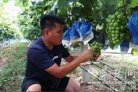 襄城尹集卸甲山：“阳光玫瑰”甜蜜上市图片