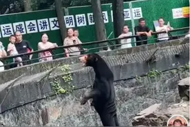 是熊还是人？德国网友的内涵评论亮了图片