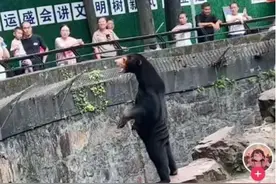 是熊还是人？德国网友的内涵评论亮了图片