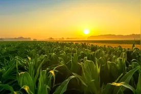 豫股新军启示录⑤秋乐种业：“十年磨一芯”图片