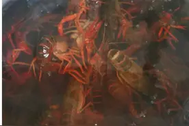 消保委亲测：小龙虾要吃的放心，必须这样洗！图片