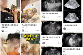 年轻人流行生“哈基米”？宠物经济野蛮生长时图片