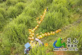 蓝山土市镇三广村：黄金奈李飘香果农增产增收图片