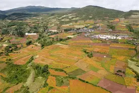 凉山州美姑县“苦”荞丰收日子“甜”图片