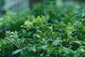 为什么一到下雨天，睡眠质量就格外好？图片