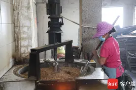 定安传统花生产业面临“双重挑战” 该如何焕“新”？图片