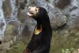 杭州动物园“黑熊”被疑“人假扮”  官方回应是真熊图片