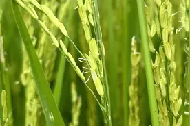 杂交水稻制种季  农民“赶花”忙图片