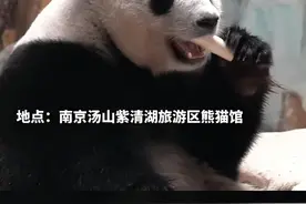 8月南京紫清湖8只大熊猫过生日，熊猫为何夏季扎堆庆生？图片