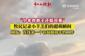 午FUN｜看着就开心！小羊的快乐就是这么简单图片