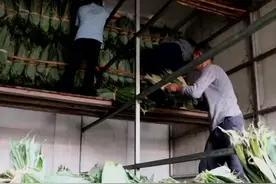 湖南宁远：粽叶远销海内外图片